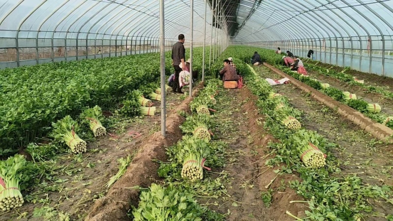 芹菜基地直发货源充足可以视频看货质量保证