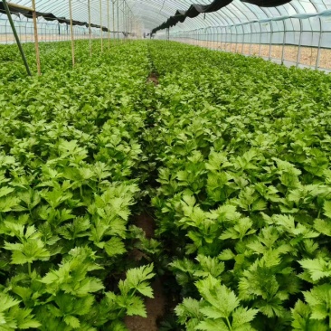 芹菜基地直发货源充足可以视频看货质量保证
