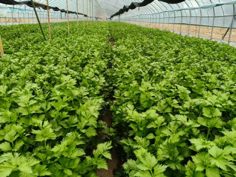 芹菜基地直发货源充足可以视频看货质量保证