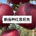 红思尼克苹果树苗，基地直发签约合同种植，管理修剪提供