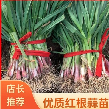 精品红根蒜苗，叶片厚绿，适合电商，超市，市场等