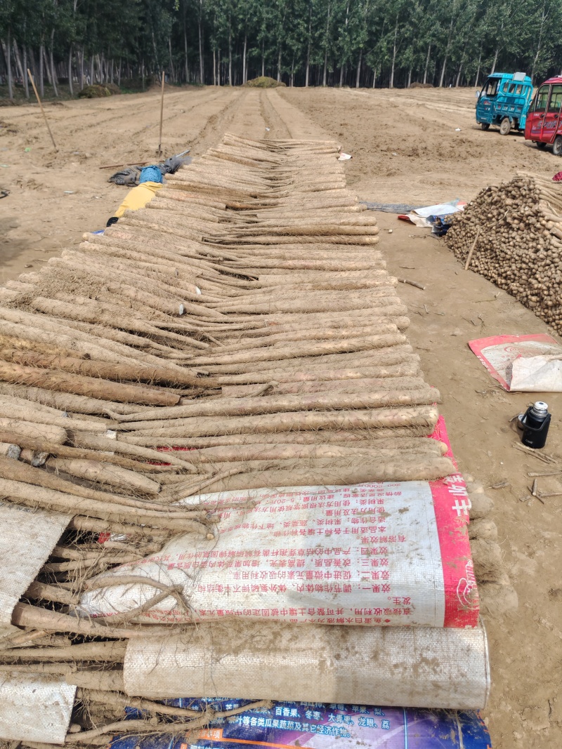 山东省聊城市精品白玉双棒铁棍山药