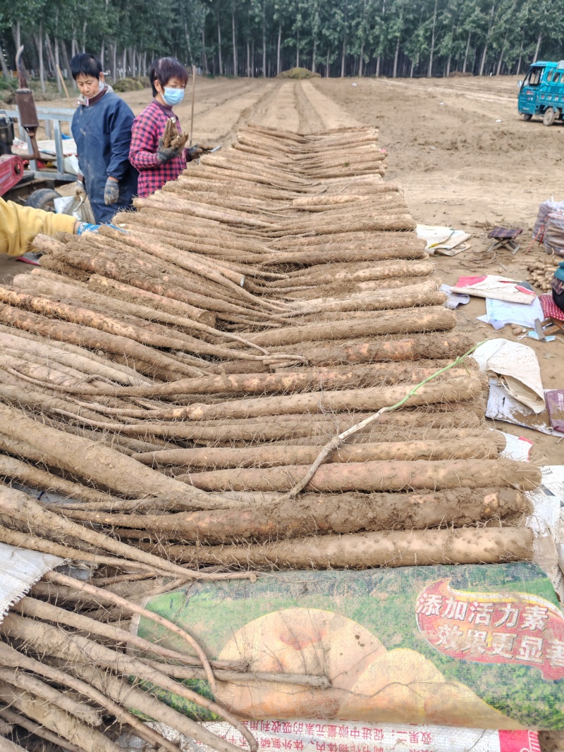山东省聊城市精品白玉双棒铁棍山药