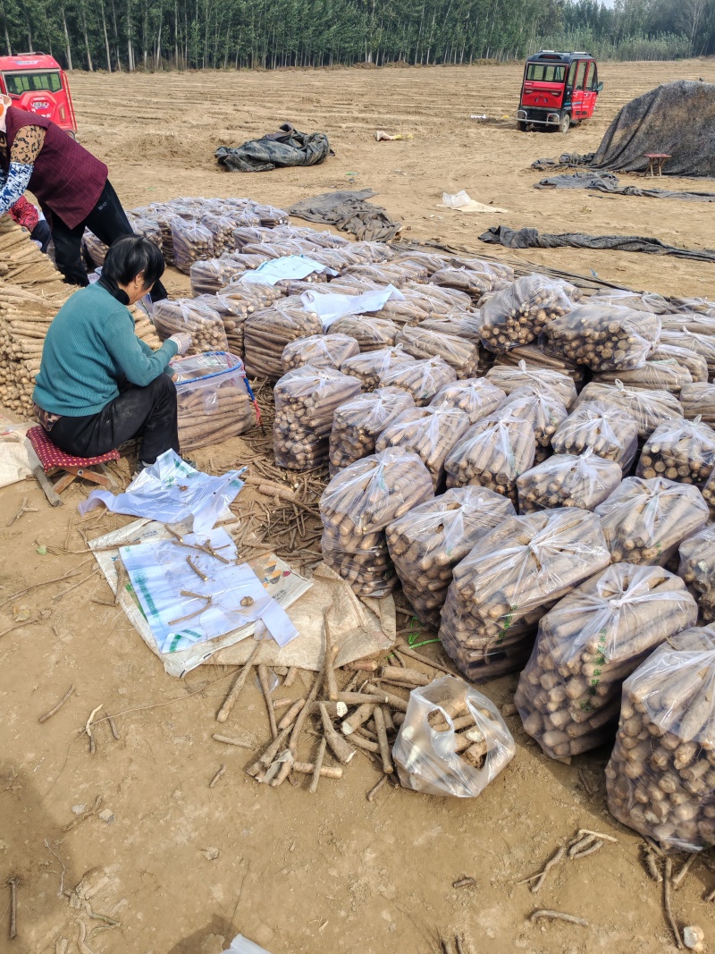 山东省聊城市精品白玉双棒铁棍山药
