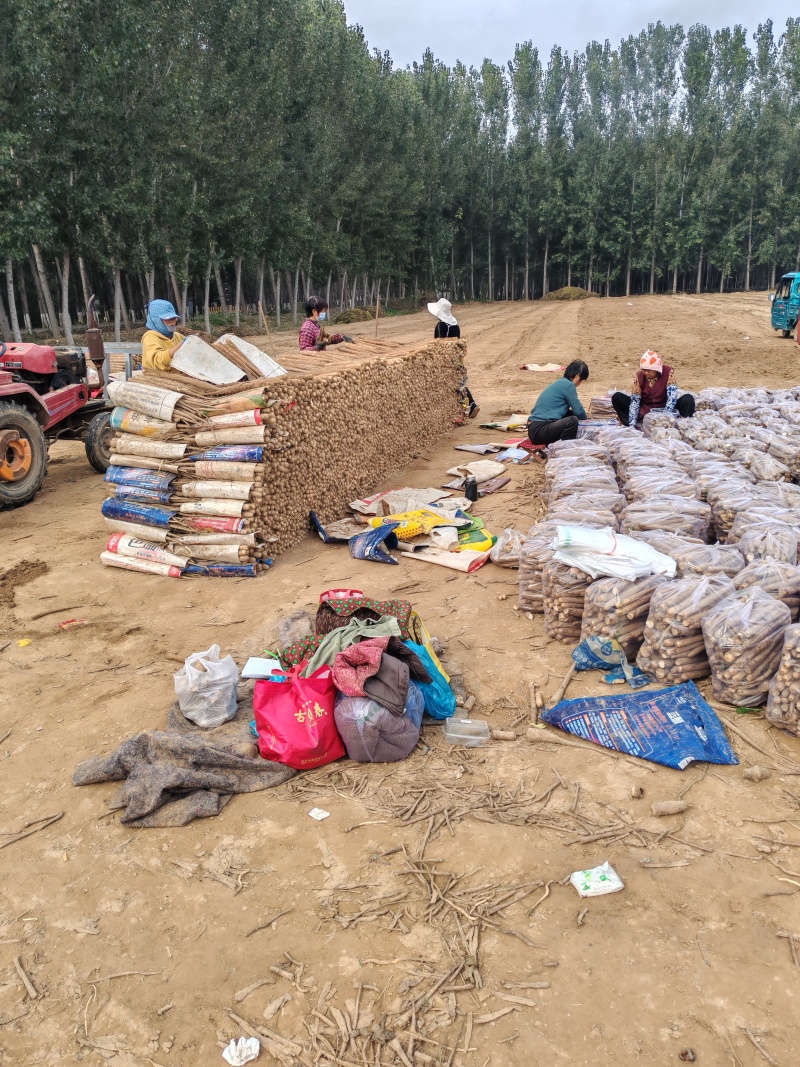 山东省聊城市精品白玉双棒铁棍山药