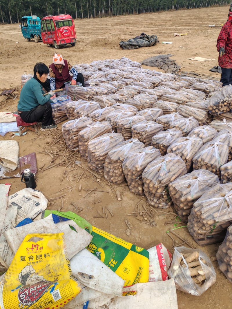 山东省聊城市精品白玉双棒铁棍山药