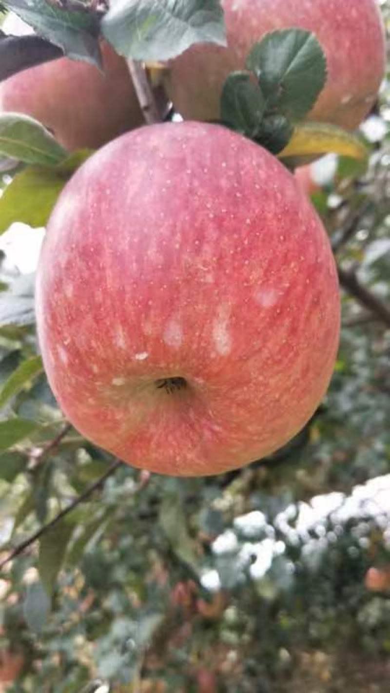 红富士套袋果