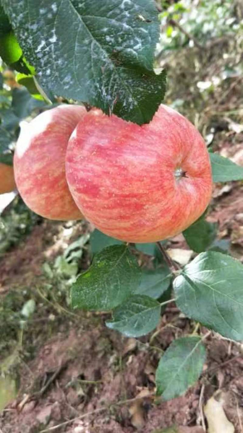 红富士套袋果