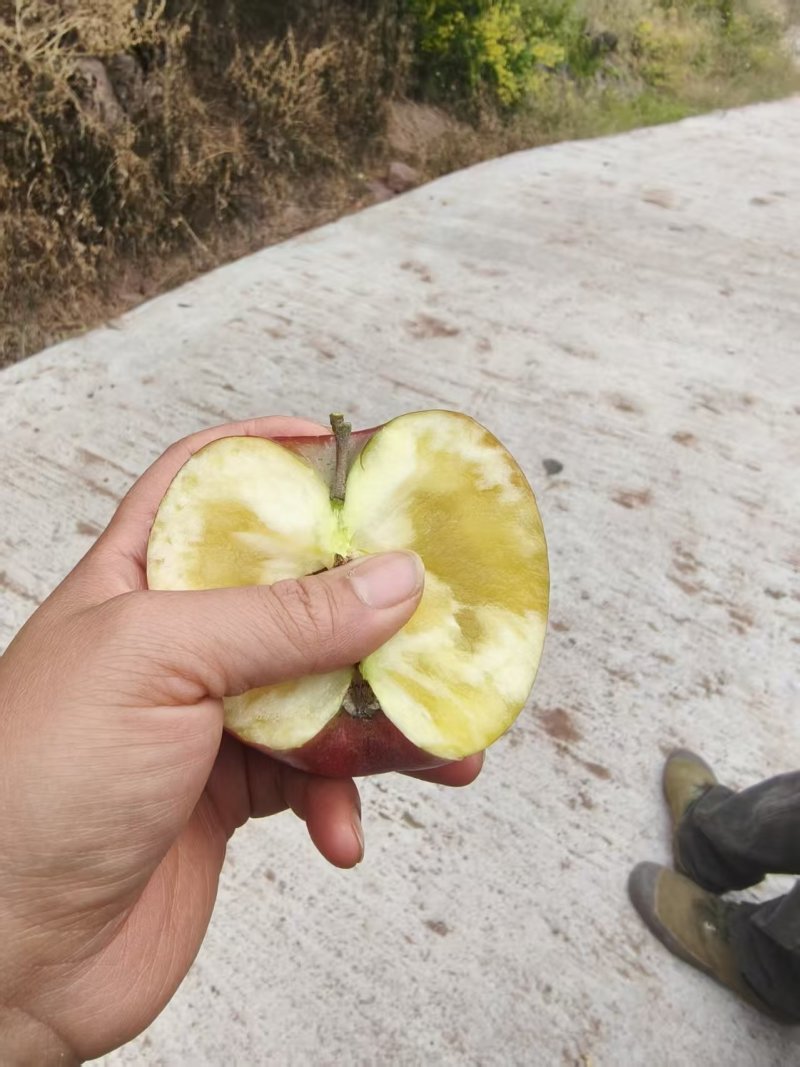 红富士套袋果