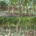 油桃苗红油桃黄油桃南北方种植抗寒能力强适合大量种植现挖发