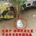 油桃苗红油桃黄油桃南北方种植抗寒能力强适合大量种植现挖发
