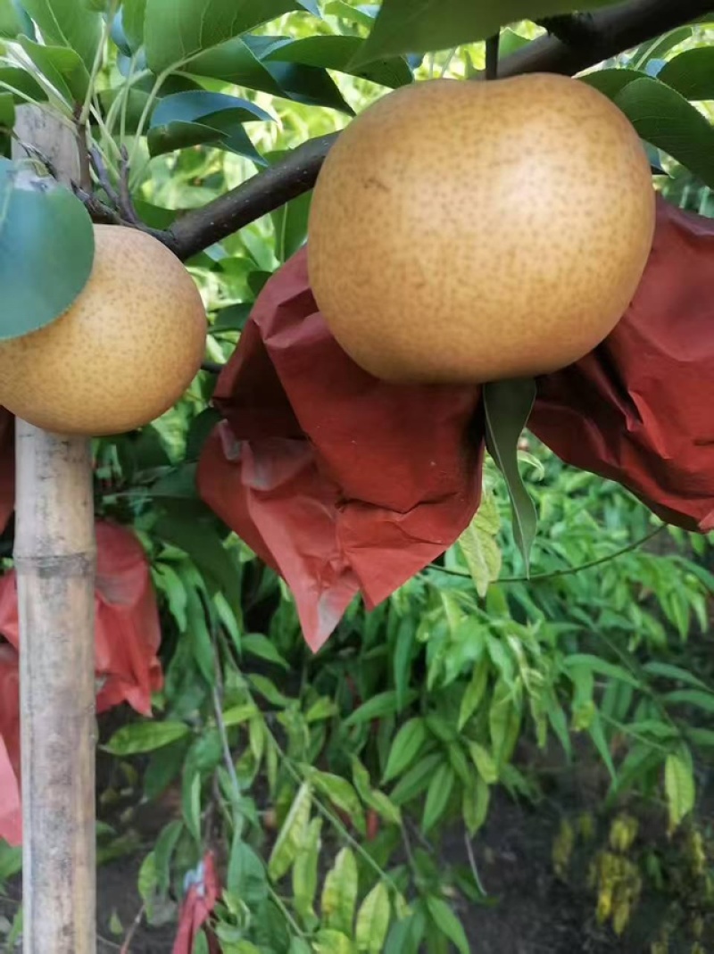 【实力供货】晚秋黄梨协助装车价格合理欢迎采购