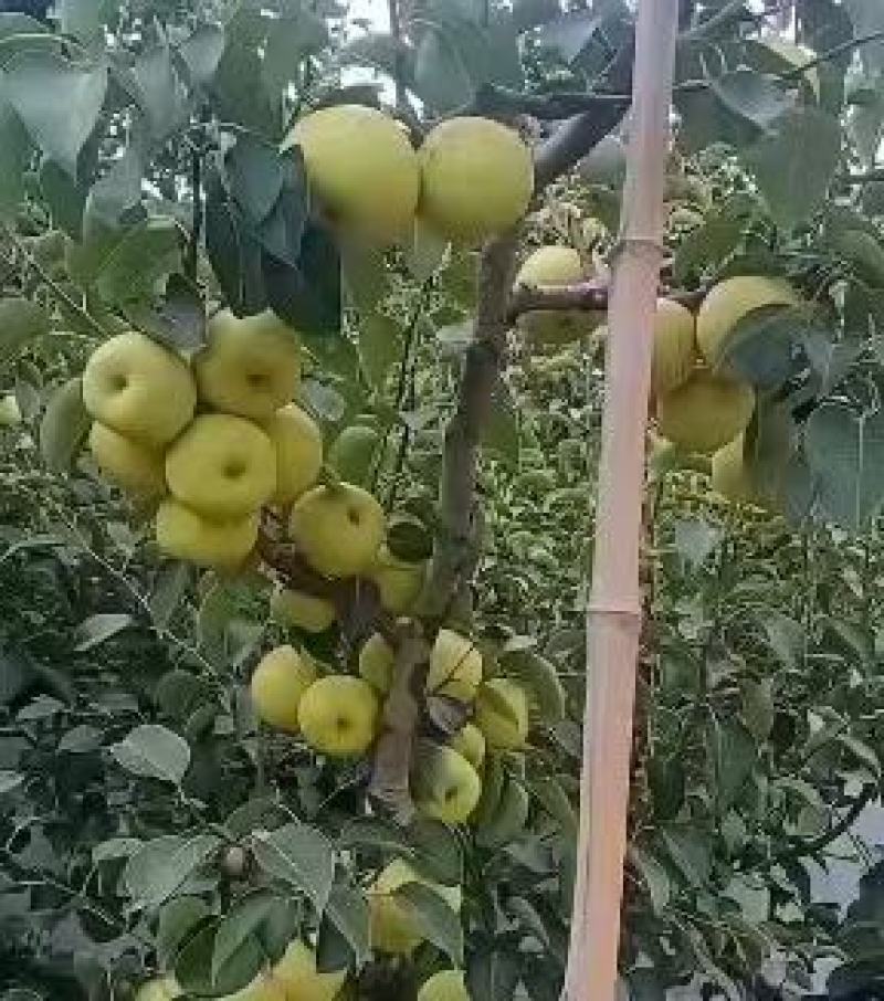 酥梨大量上市，产地直发，品质保证，服务周到，诚信经营
