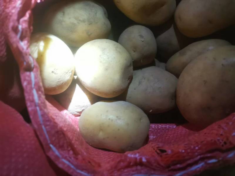 内蒙古V7土豆量大优惠，产地一手货源欢迎合作