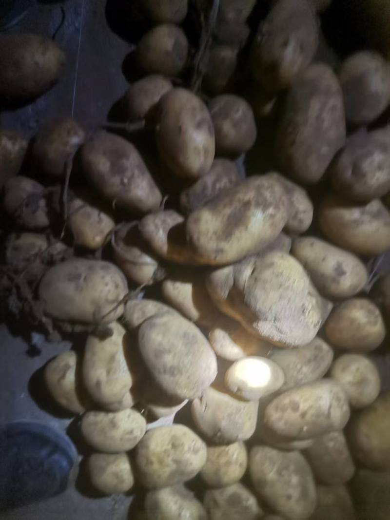 内蒙古V7土豆量大优惠，产地一手货源欢迎合作