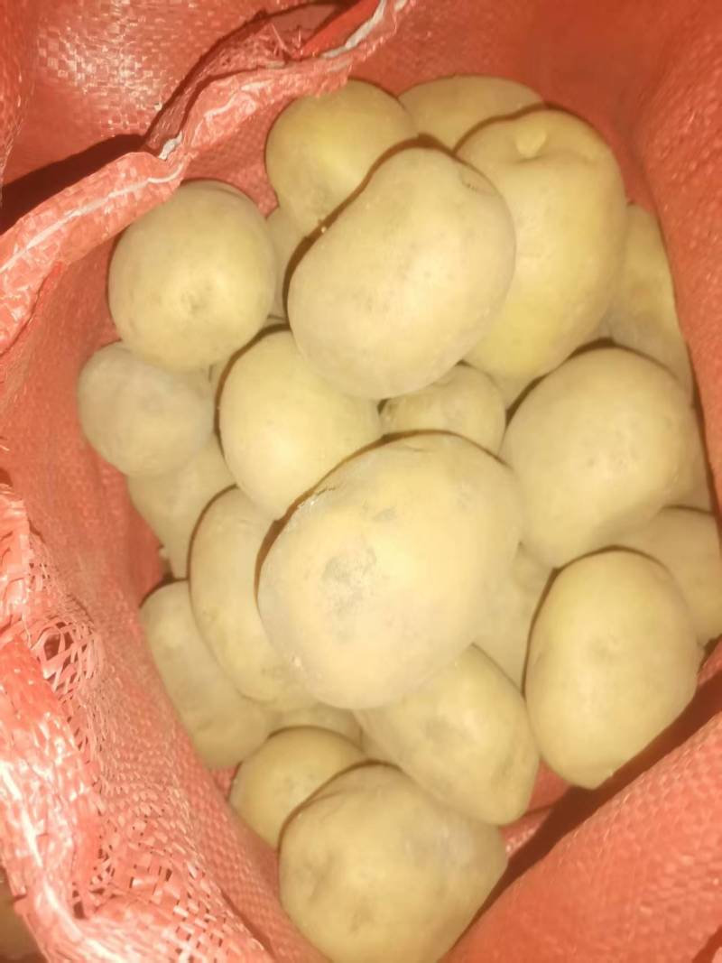 内蒙古V7土豆量大优惠，产地一手货源欢迎合作
