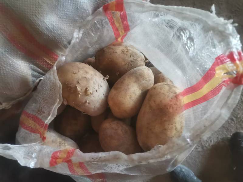 内蒙古V7土豆量大优惠，产地一手货源欢迎合作