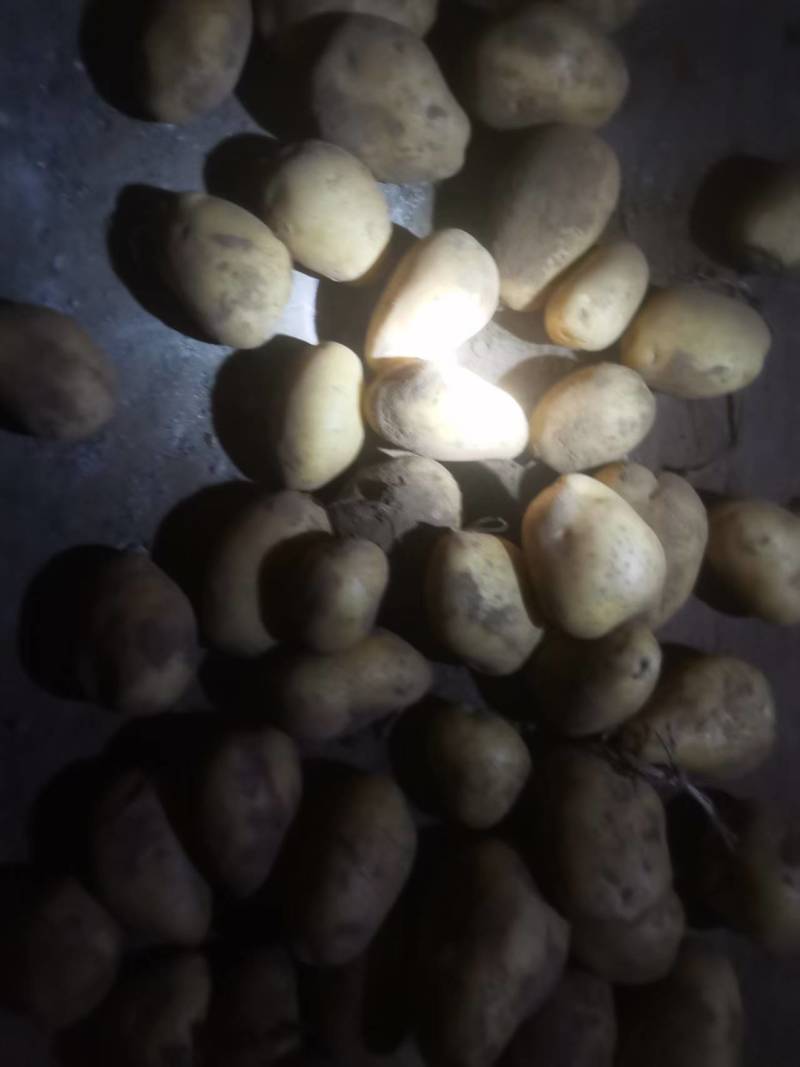 内蒙古V7土豆量大优惠，产地一手货源欢迎合作