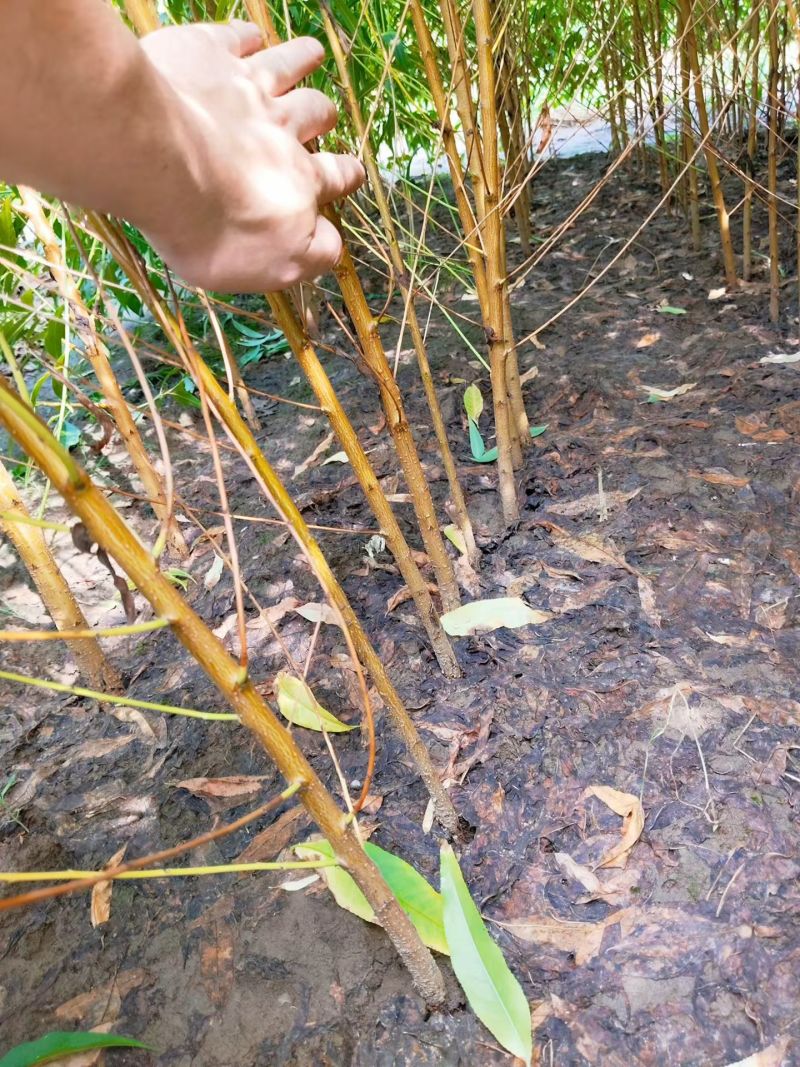 毛桃树苗毛桃苗桃桃实生苗