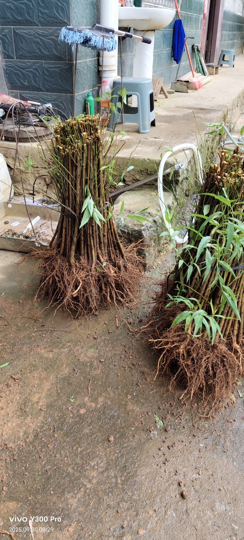 毛桃树苗毛桃苗桃桃实生苗