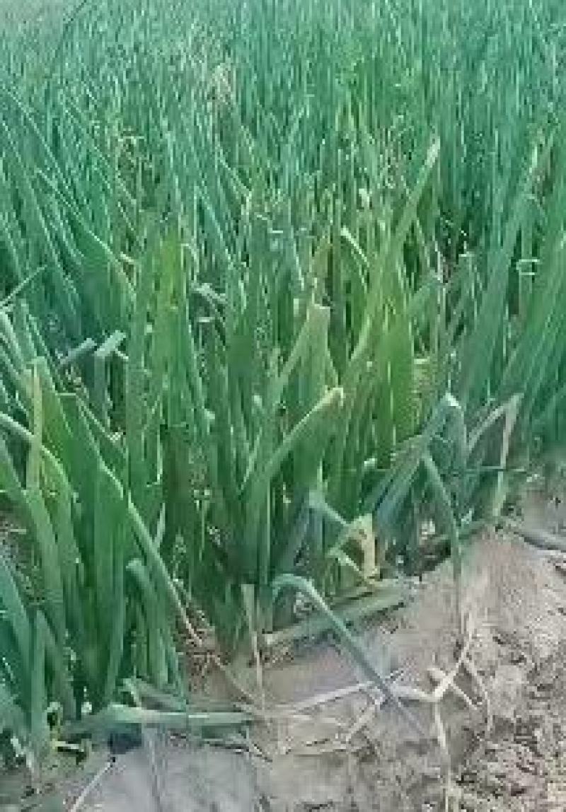 长白大葱大量上市，产地直发，品质保证，服务周到，诚信经营