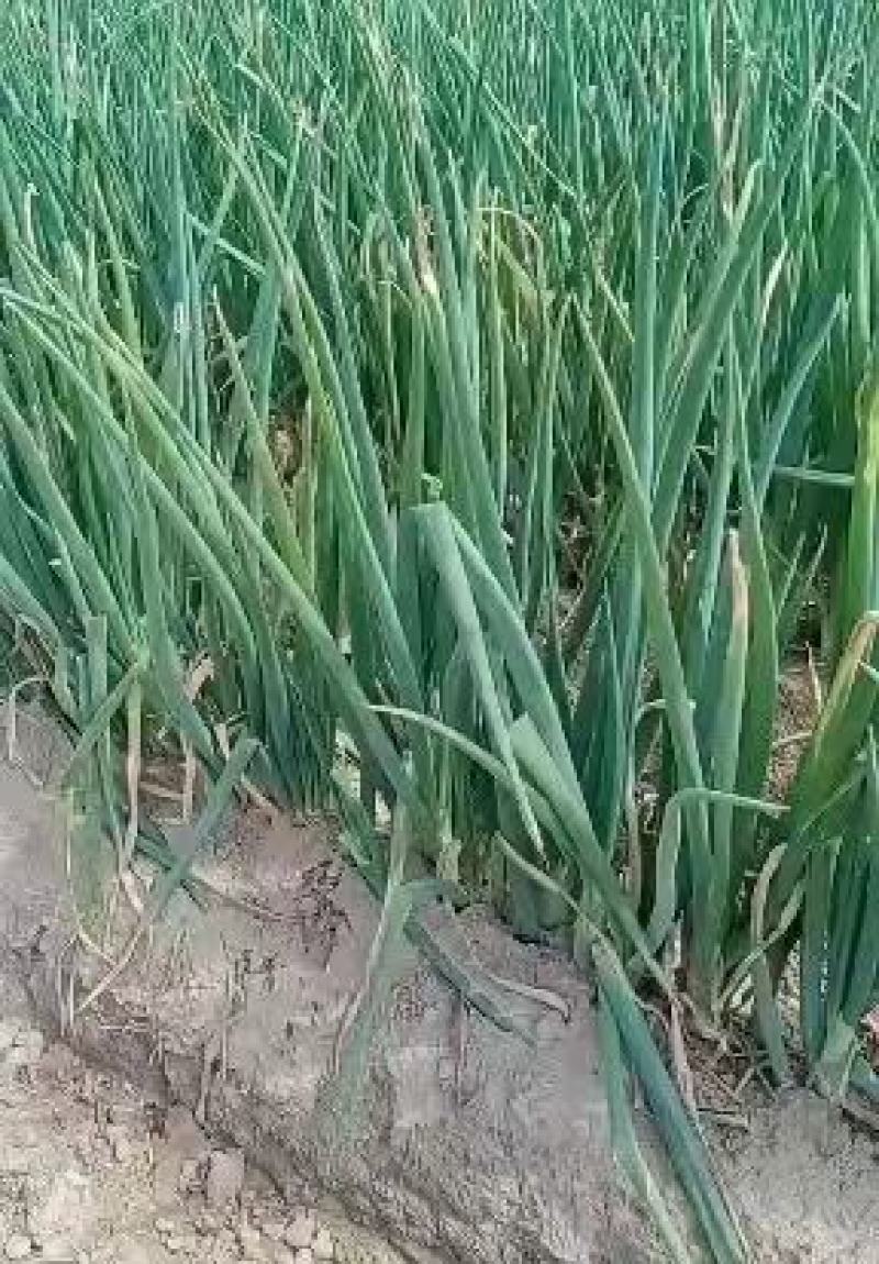 长白大葱大量上市，产地直发，品质保证，服务周到，诚信经营
