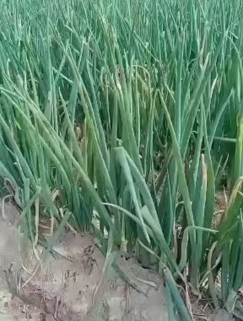 长白大葱大量上市，产地直发，品质保证，服务周到，诚信经营
