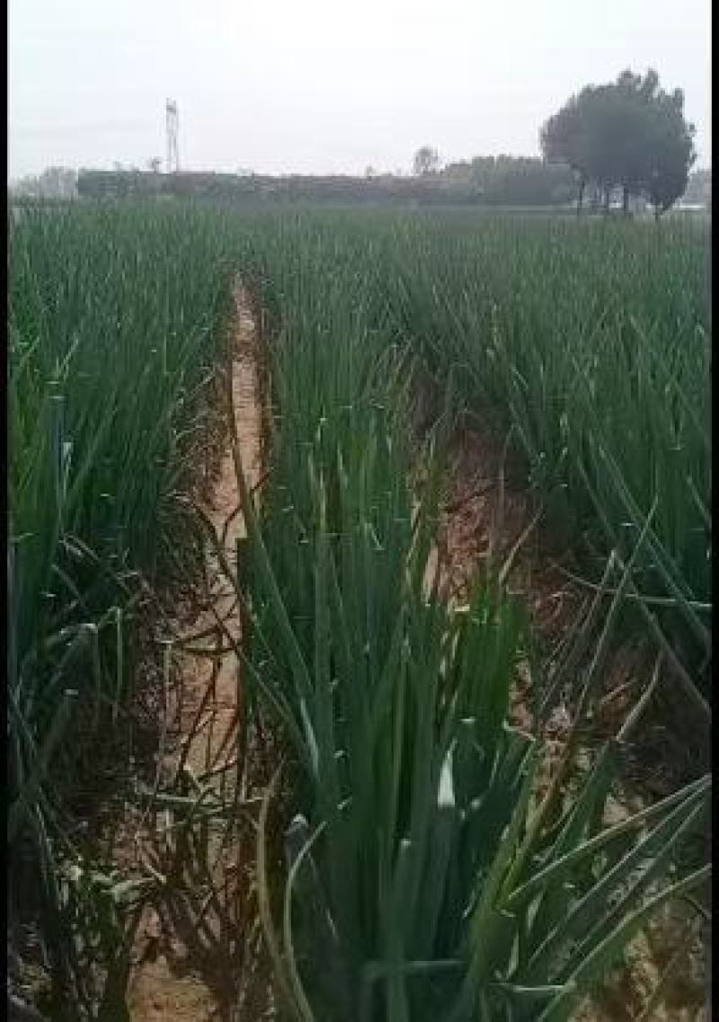长白大葱大量上市，产地直发，品质保证，服务周到，诚信经营