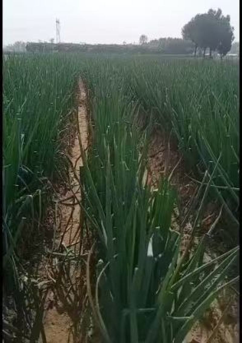 长白大葱大量上市，产地直发，品质保证，服务周到，诚信经营