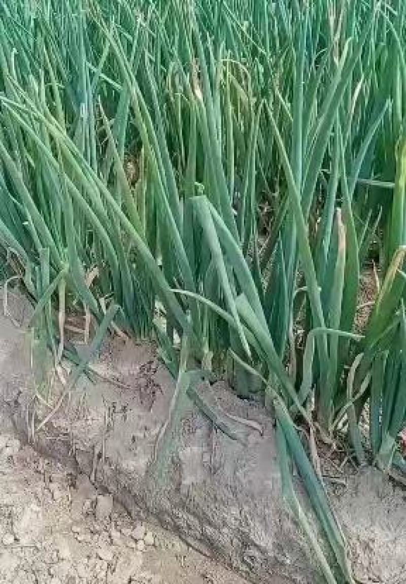 长白大葱大量上市，产地直发，品质保证，服务周到，诚信经营
