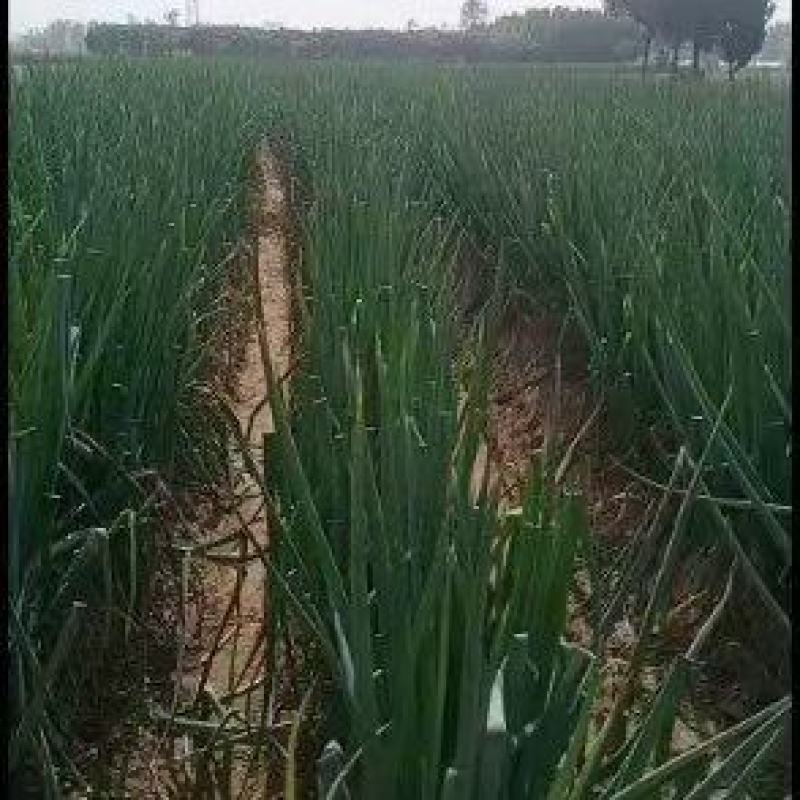 长白大葱大量上市，产地直发，品质保证，服务周到，诚信经营