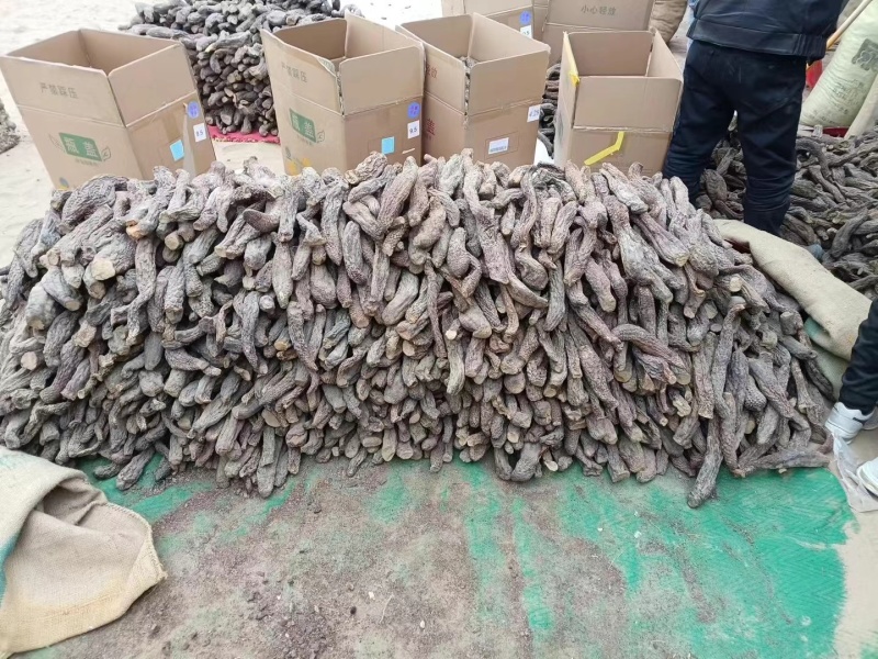 新疆和田肉苁蓉一手货源价格合适