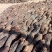 新疆和田肉苁蓉一手货源价格合适
