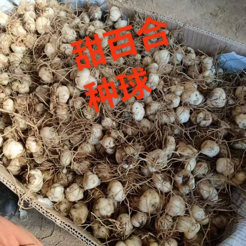 百合种球
