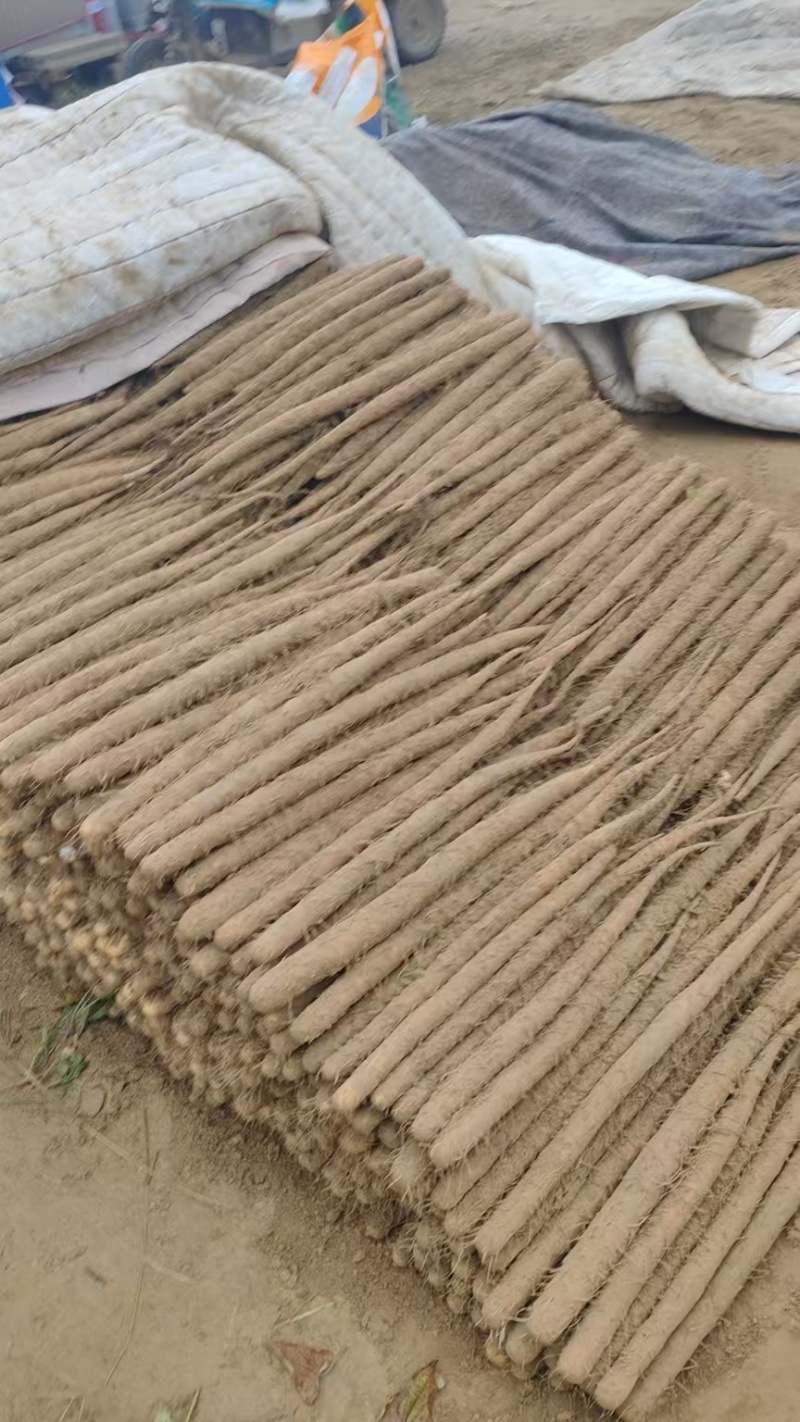 河北蠡县双棒山药/内黄山药大量上市产地直供可视频看货