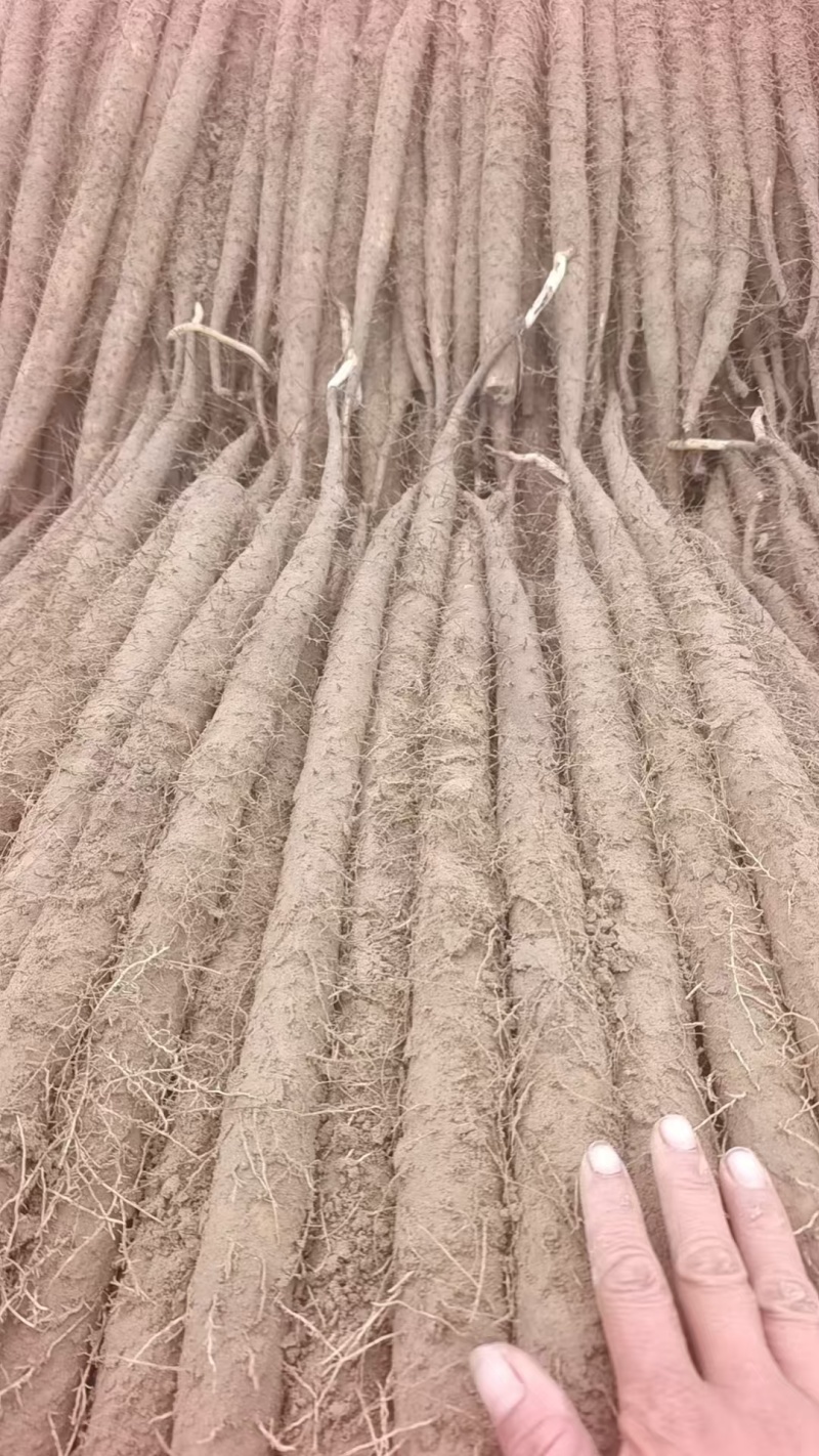 河北蠡县双棒山药/内黄山药大量上市产地直供可视频看货