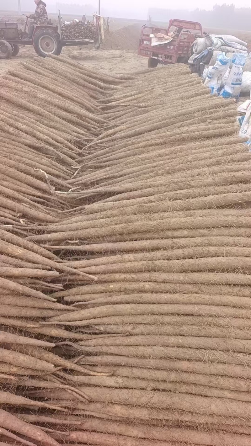 河北蠡县双棒山药/内黄山药大量上市产地直供可视频看货