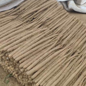 河北蠡县双棒山药/内黄山药大量上市产地直供可视频看货