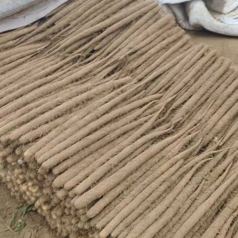 河北蠡县双棒山药/内黄山药大量上市产地直供可视频看货