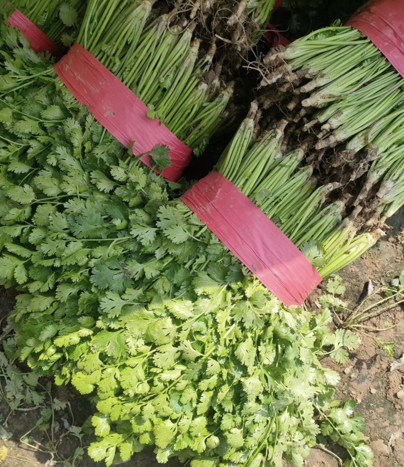 小叶香菜30到45厘米左右，超市批发市场精品香菜。