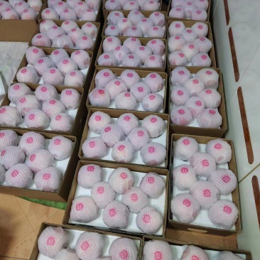 当年红富士各种规格，高，中，低