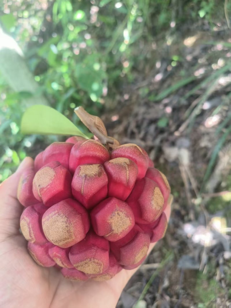 布福娜湖南特产黑老虎布福娜果口感好营养丰富价格实惠基地直发