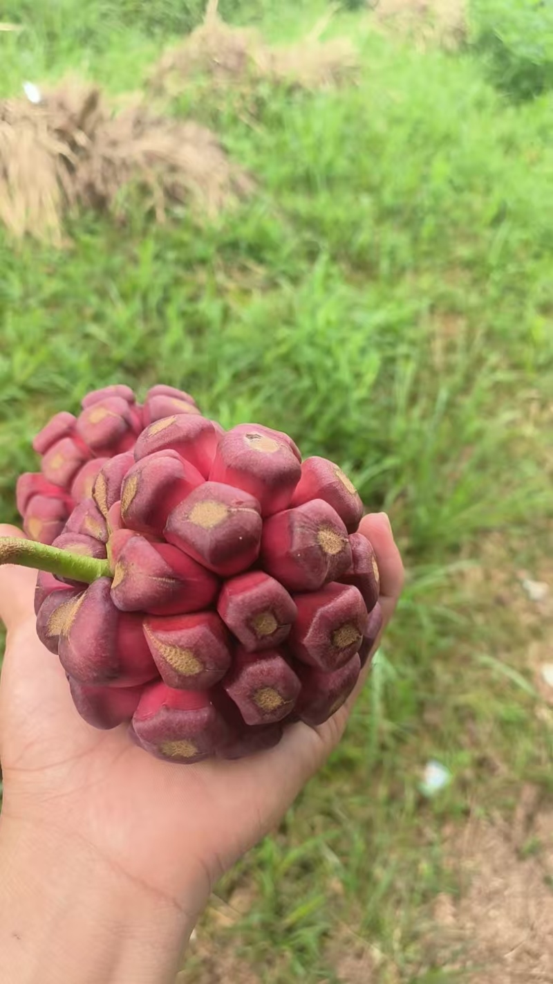布福娜湖南特产黑老虎布福娜果口感好营养丰富价格实惠基地直发