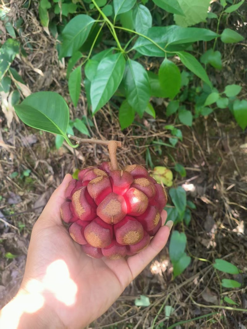 布福娜湖南特产黑老虎布福娜果口感好营养丰富价格实惠基地直发