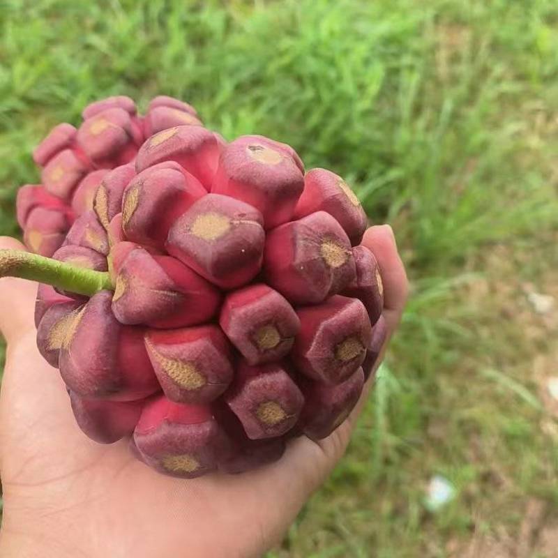 布福娜湖南特产黑老虎布福娜果口感好营养丰富价格实惠基地直发