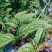 红果参/市场/电商/一件代发/标准化仓库