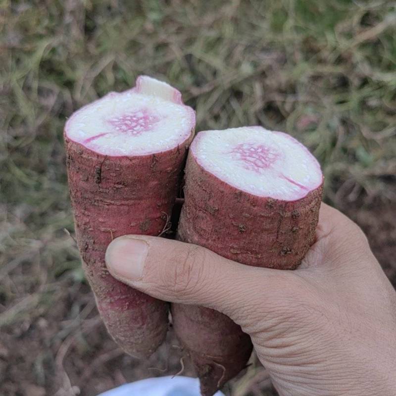 冰淇淋红薯