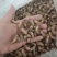 蝉蜕批发各种规格中药材质量保证量大从优