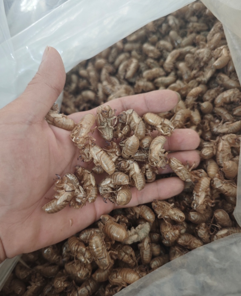 蝉蜕批发各种规格中药材质量保证量大从优
