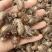 蝉蜕批发各种规格中药材质量保证量大从优